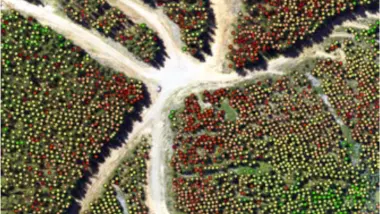 VCI pines lowres