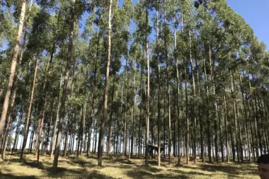Eucalypt plantation