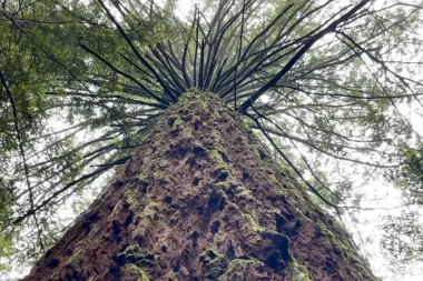 Sequoia crown