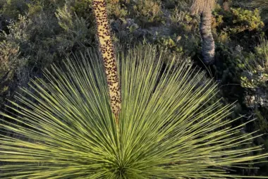Grasstree