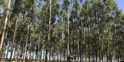Eucalypt plantation