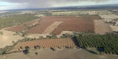 Diplodia plantations aircraft view