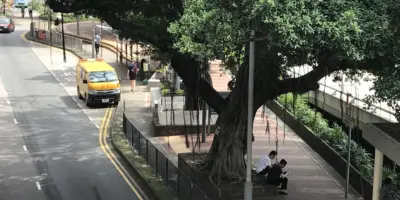 Ficus HK
