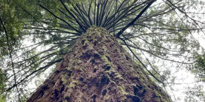 Sequoia crown