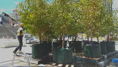 Cbd