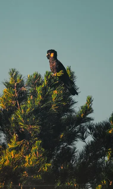 Black cockatoo hero