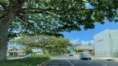 Honolulu street trees
