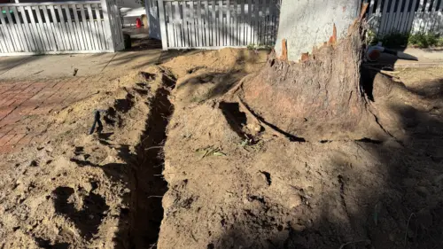 Eucalyptus grandis Root Investigate JT