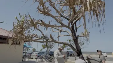 Sick pandanus