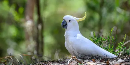 Pen ash av CF Gz Qtwoo unsplash