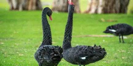 Pexels pixabay 56838