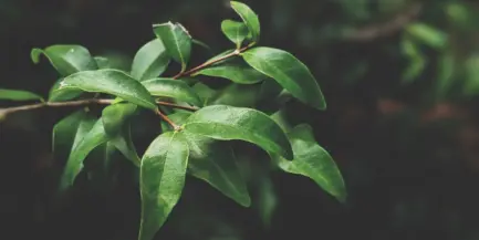 Pexels valeriiamiller 2506217